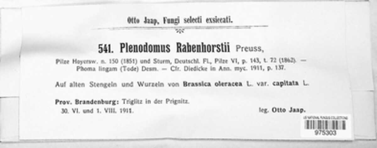 Plenodomus rabenhorstii image